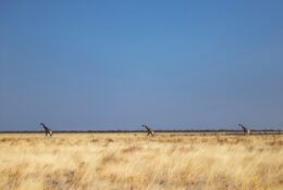 Namibia_August (32/135)